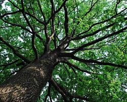 albero-5242-250-200-90-c