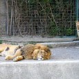 Comune di Napoli: “Subito 50mila euro per gli animali dello Zoo” „La Giunta Comunale di Napoli ha approvato una delibera per il trasferimento, in favore del curatore fallimentare dello Zoo, [&hellip;]