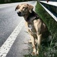 Chi trova un cane abbandonato puo’ chiamare un nuovo numero verde anti-abbandoni, l’800.137.079, attivo 24 ore al giorno dal 1° luglio al 31 agosto Durante i mesi estivi, purtroppo, è facile trovare dei [&hellip;]