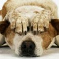 Anche Napoli aderisce alla campagna proposta e portata avanti dall’Enpa e da tutte le associazioni animaliste per fare in modo che la fine di quest’anno possa concludersi in un clima [&hellip;]